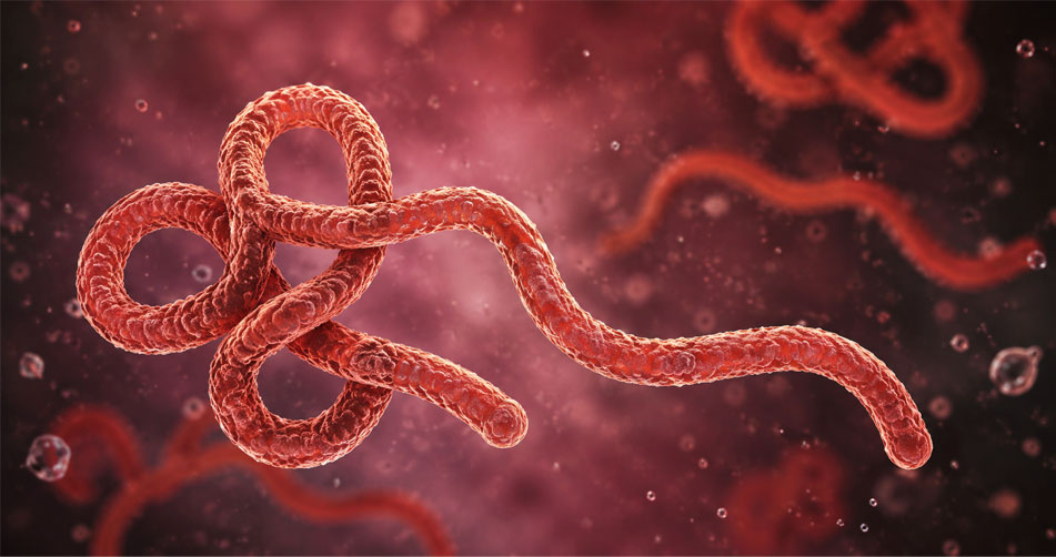 Ebola Virüsü Nedir? Ebola Belirtileri ve Tedavisi