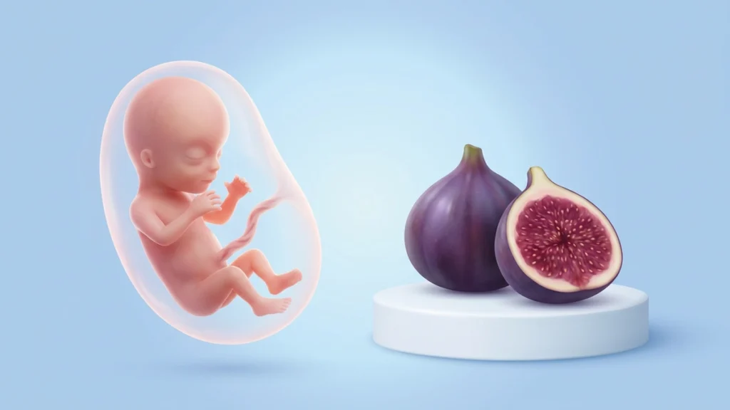11 haftalık bebeği gösteren çizim ve aynı büyüklükteki incir