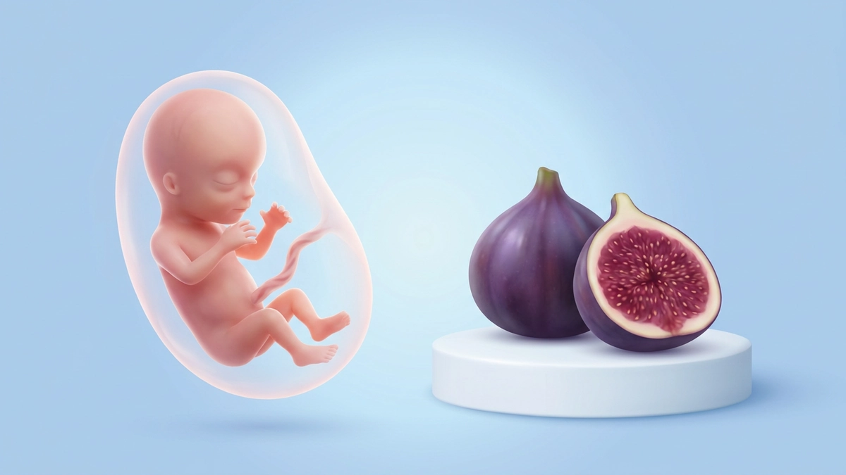 11 haftalık bebeği gösteren çizim ve aynı büyüklükteki incir
