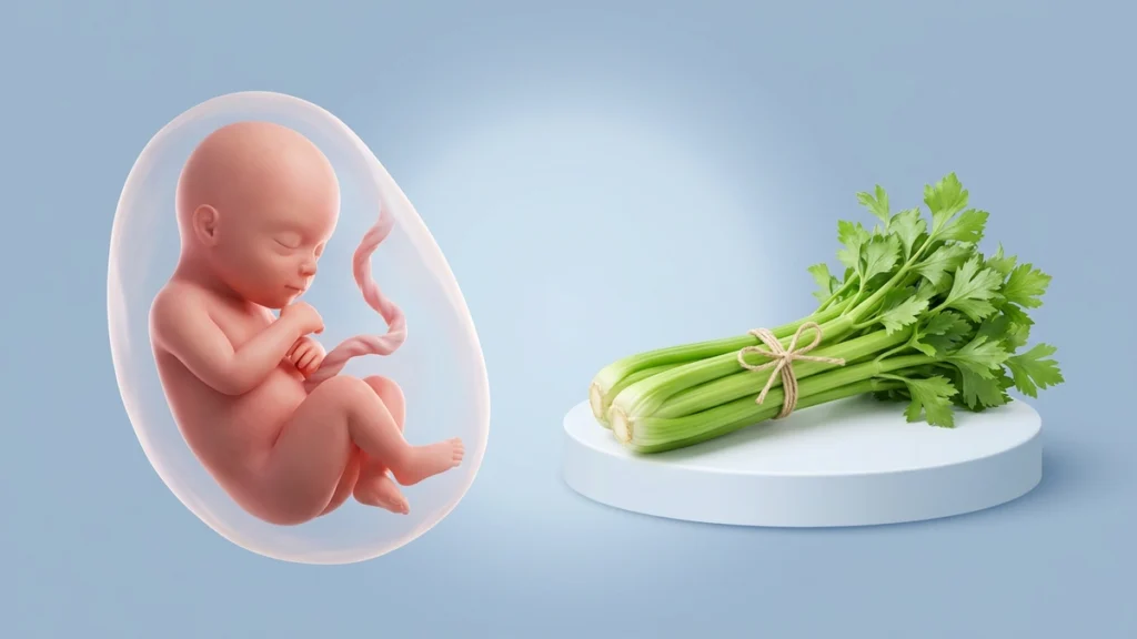 32 haftalık bebeği gösteren çizim ve aynı boydaki sap kereviz demeti